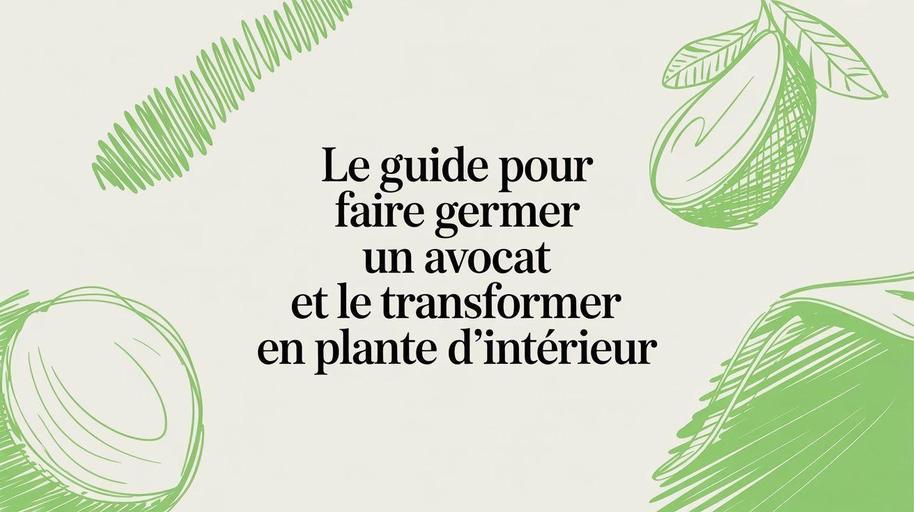 Le guide pour faire germer un avocat et le transformer en cadeau vivant - Frutopy.fr
