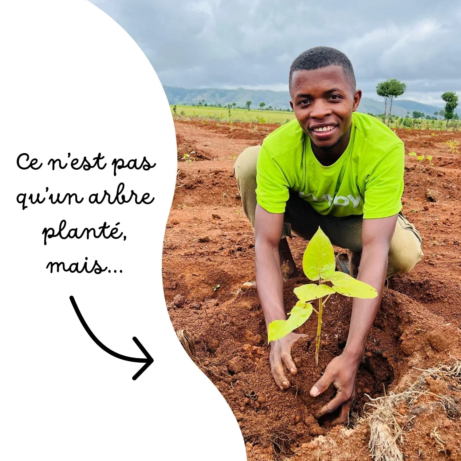 🤎🪵 Baobab Grandidieri - Frutopy.fr