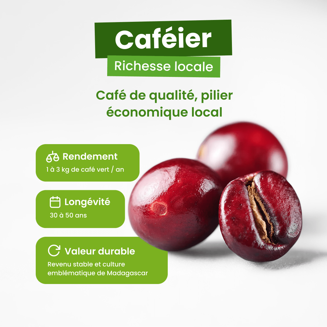 🌹 Caféier - Frutopy.fr