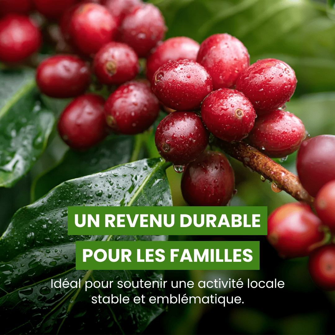 🌹 Caféier - Frutopy.fr