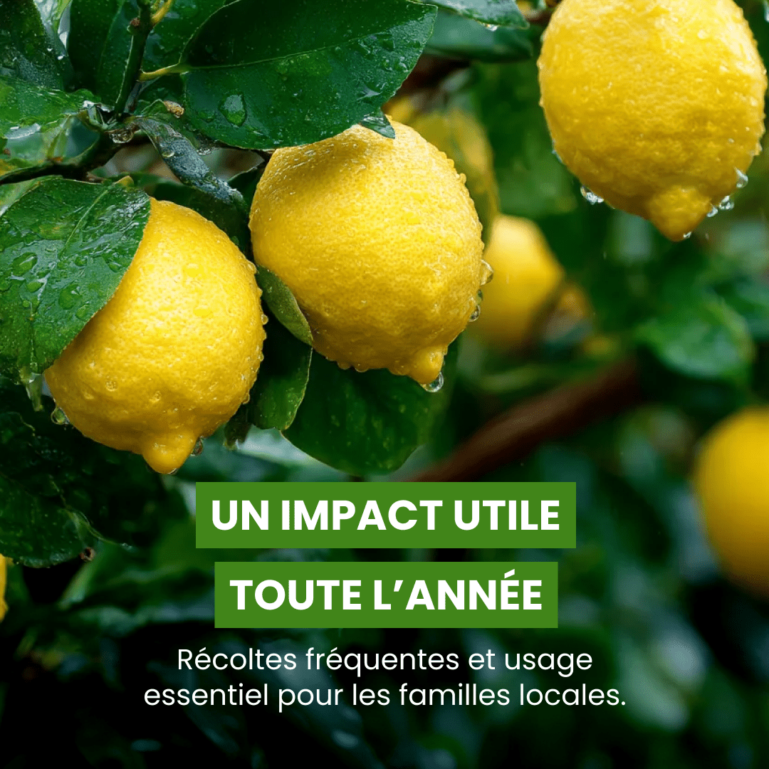 🍋 Citronnier - Frutopy.fr