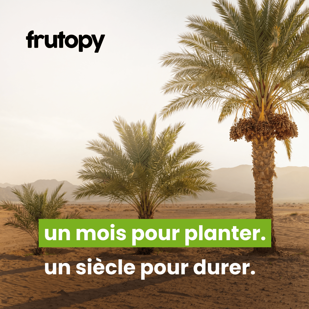 Dattier dans la Palmeraie Héritage ✨ - Frutopy.fr