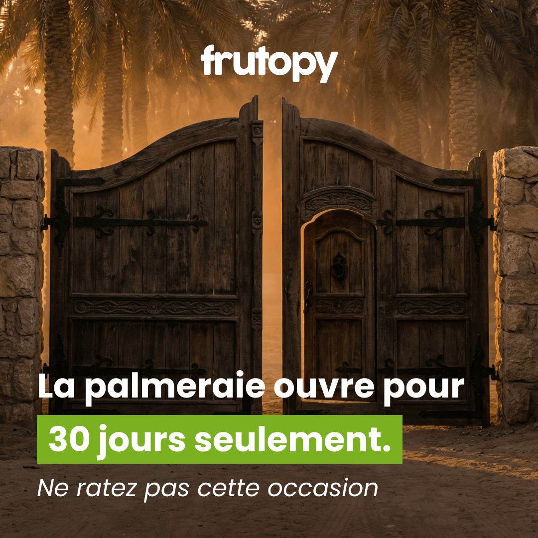 Dattier dans la Palmeraie Héritage ✨ - Frutopy.fr