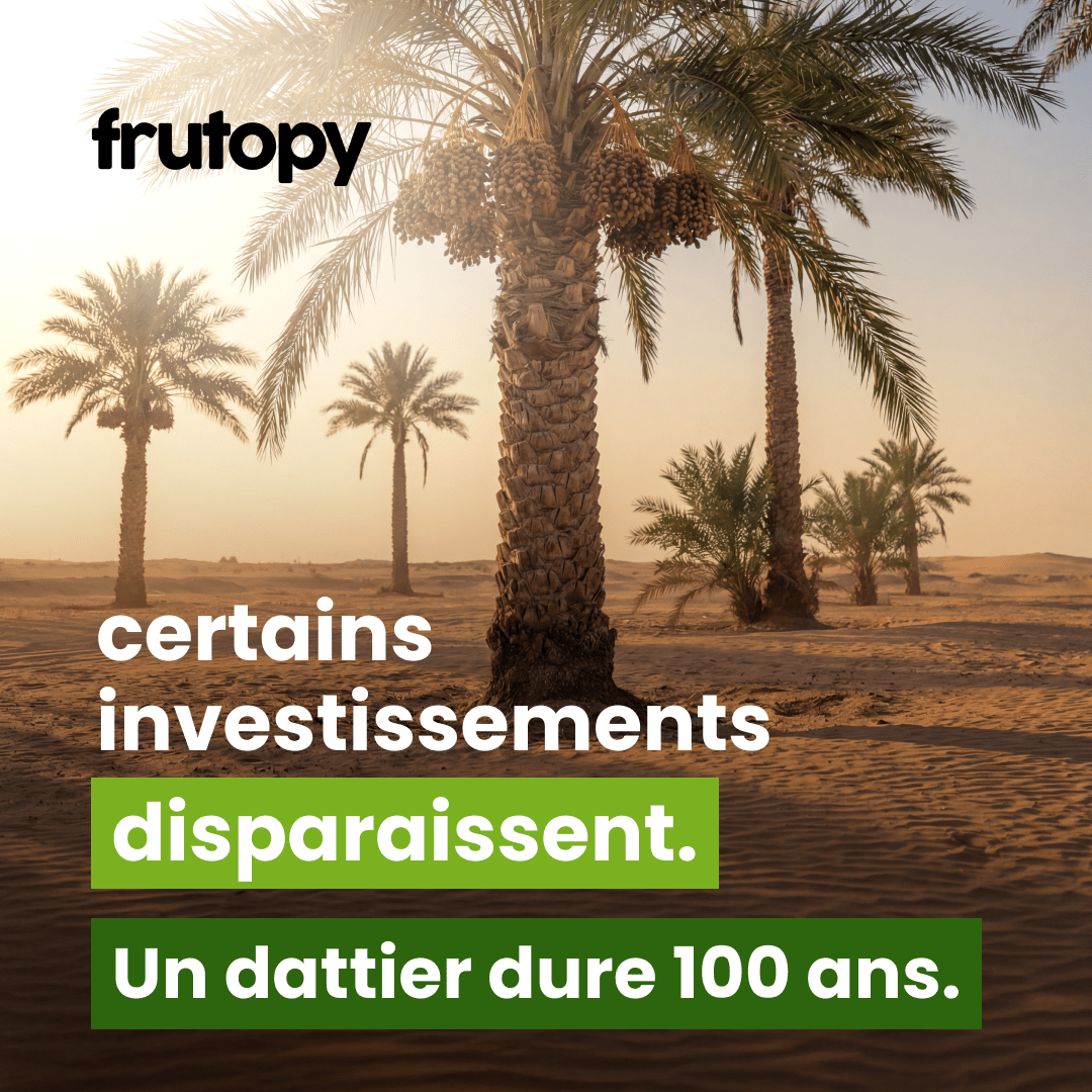 Dattier dans la Palmeraie Héritage ✨ - Frutopy.fr