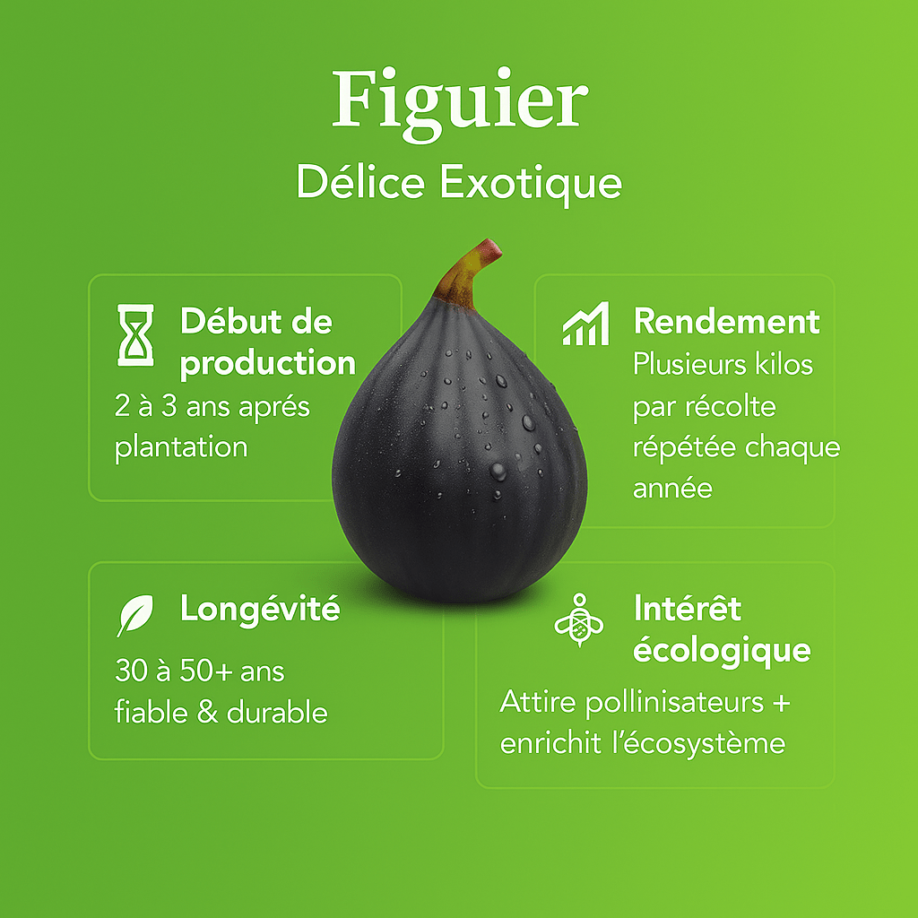 💜 Figuier - édition limitée - Frutopy.fr