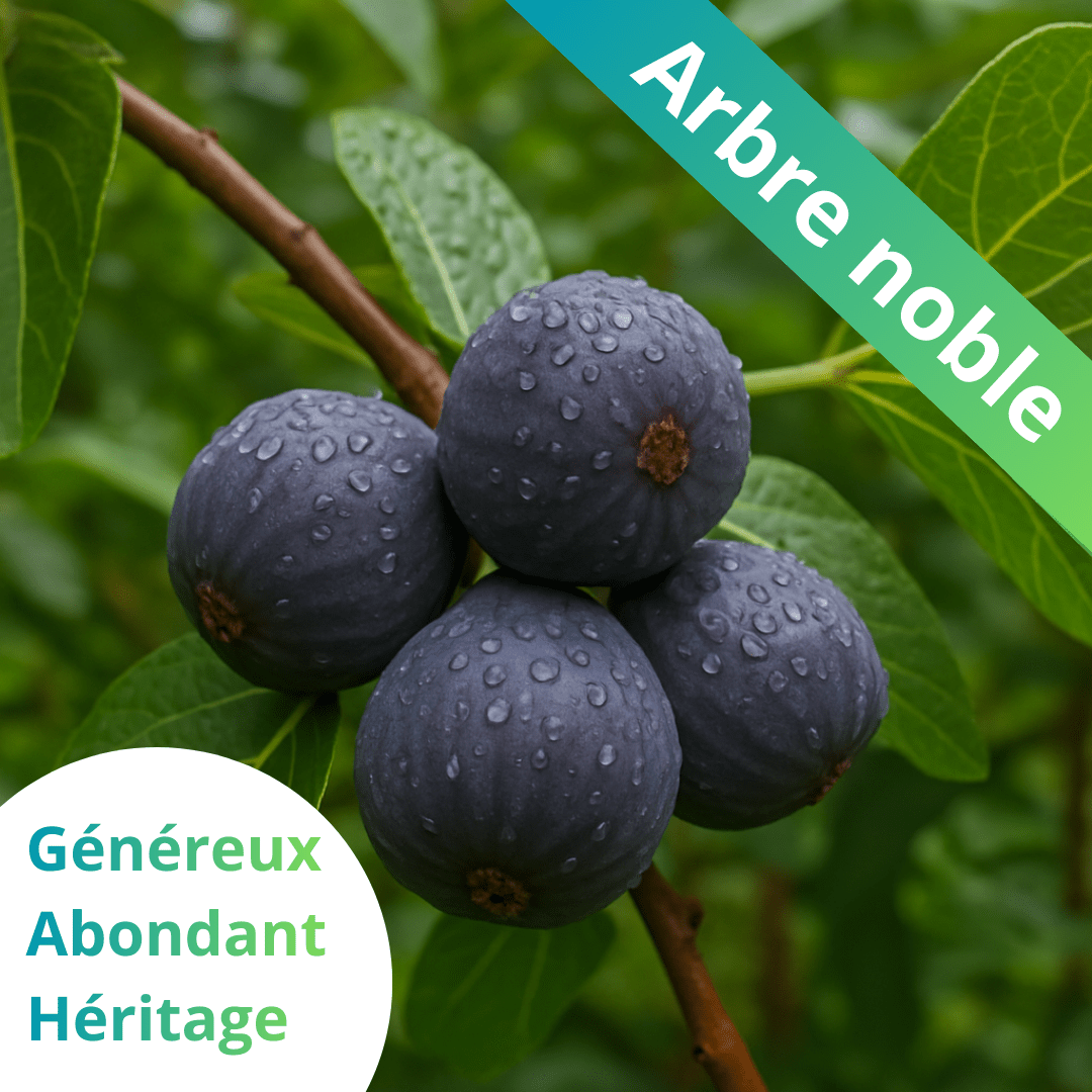 💜 Figuier - édition limitée - Frutopy.fr