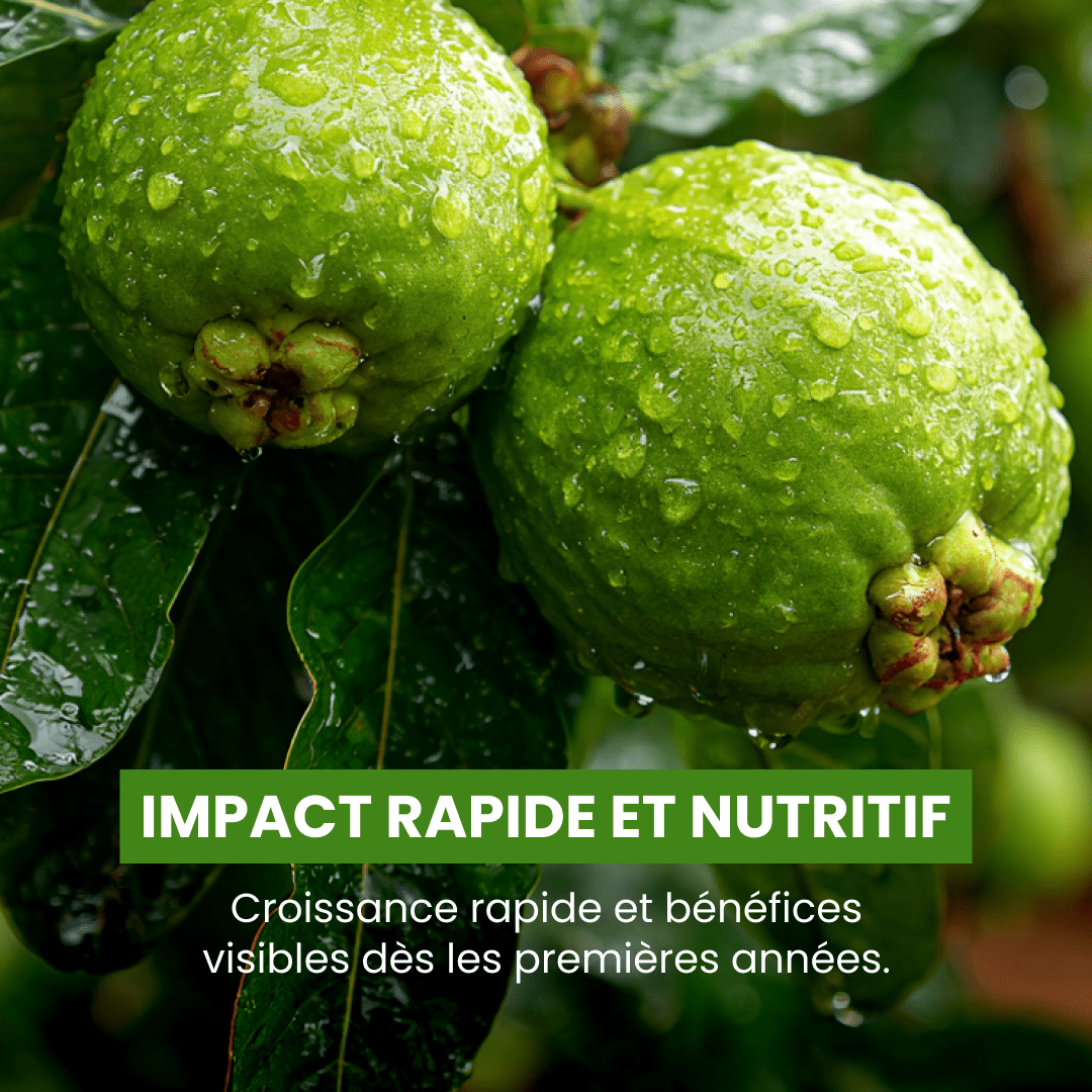 🍈 Goyavier - De retour - Frutopy.fr