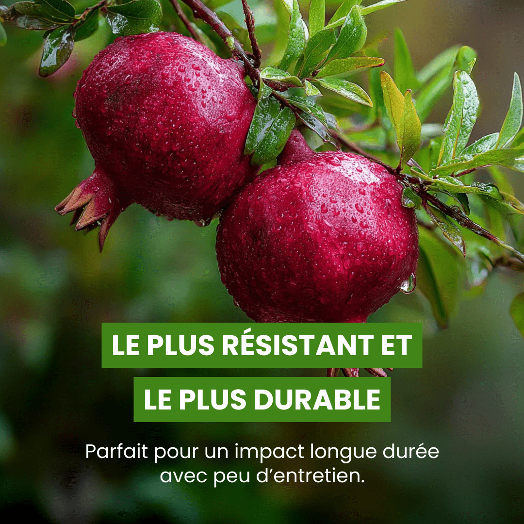 🌺 Grenadier - Frutopy.fr