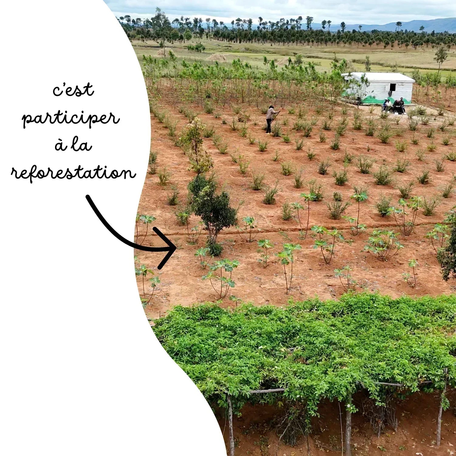 L'arbre de maman ❤️ - Frutopy.fr