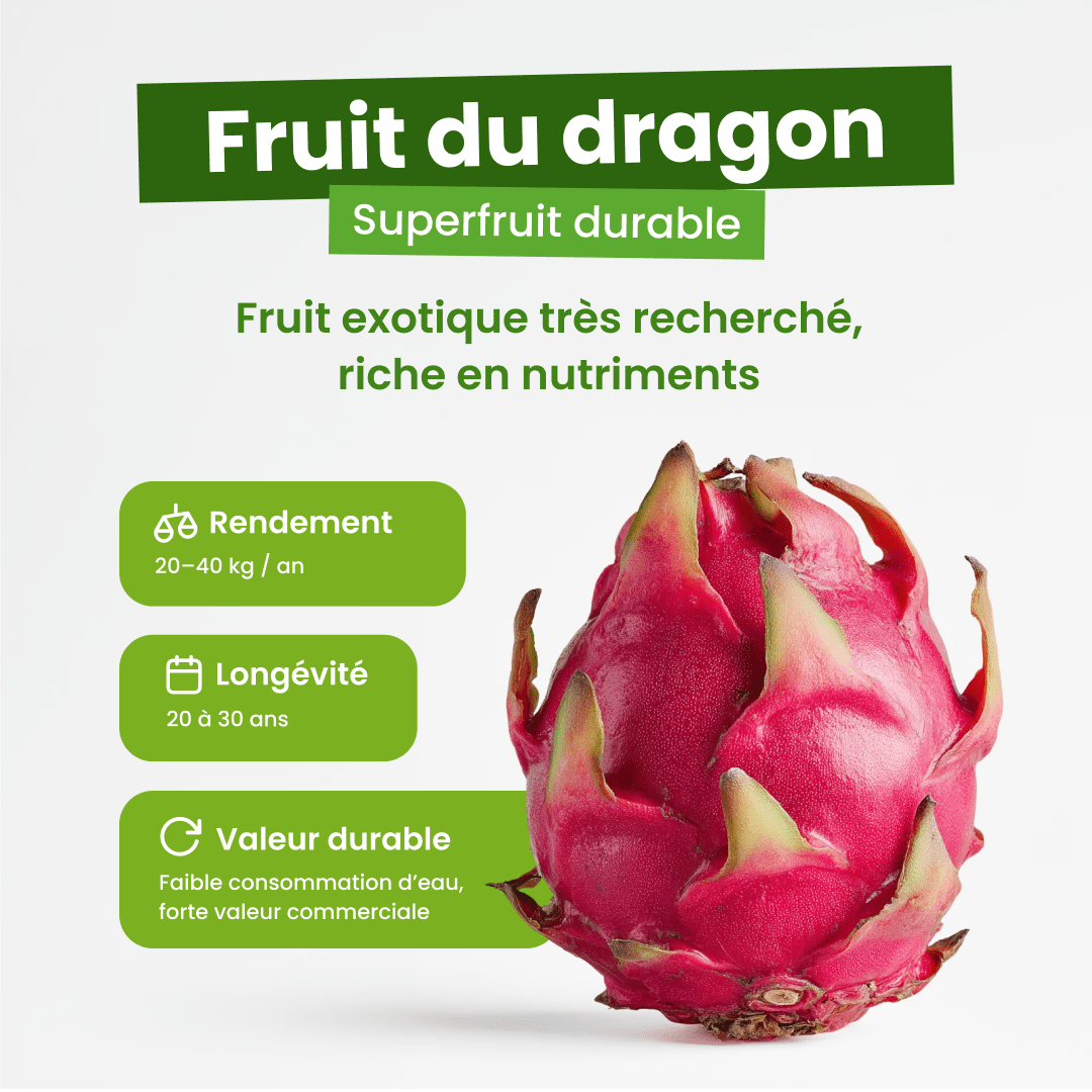 💜 Le fruit du dragon - Frutopy.fr