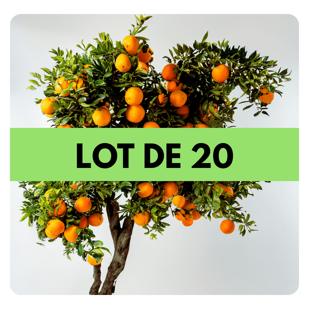 LOT DE 20 ARBRES - Frutopy.fr