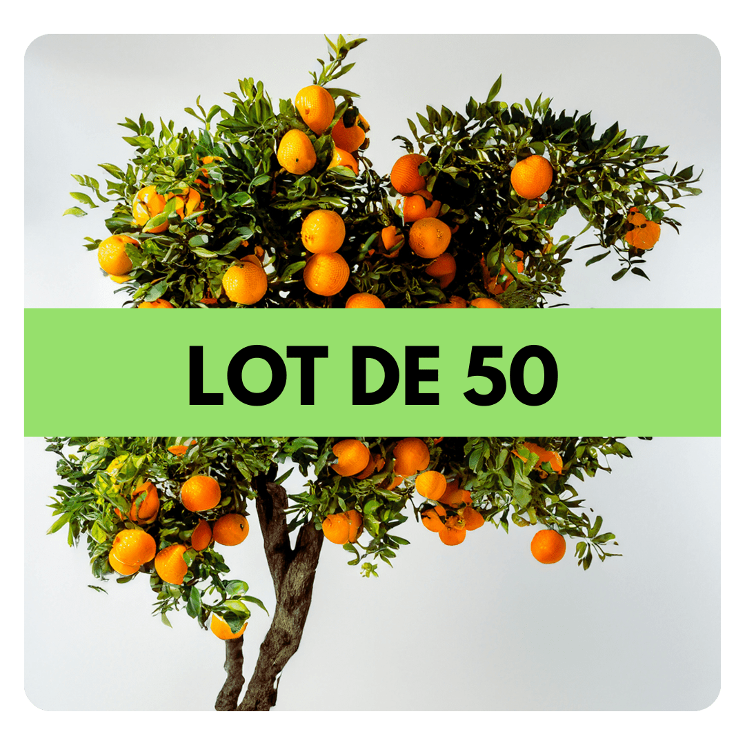 LOT DE 50 ARBRES - Frutopy.fr