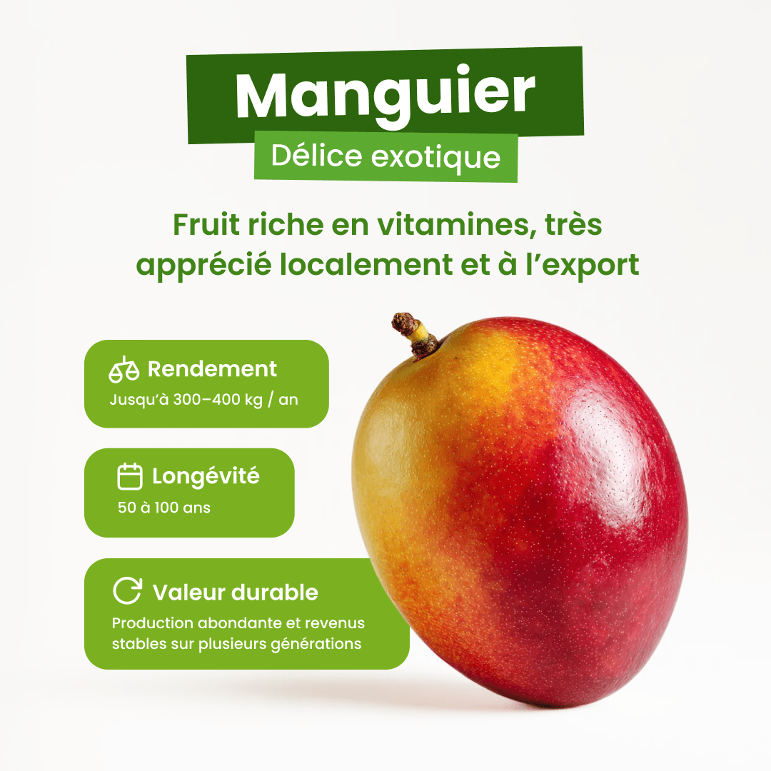 🥭 Manguier - Frutopy.fr