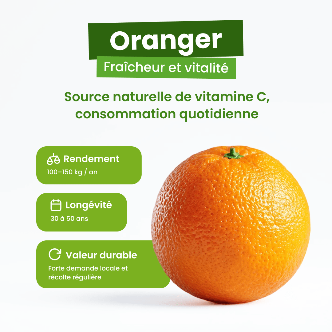 🍊 Oranger - Frutopy.fr