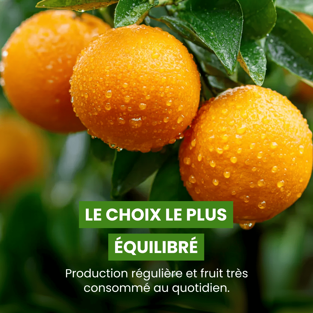 🍊 Oranger - Frutopy.fr