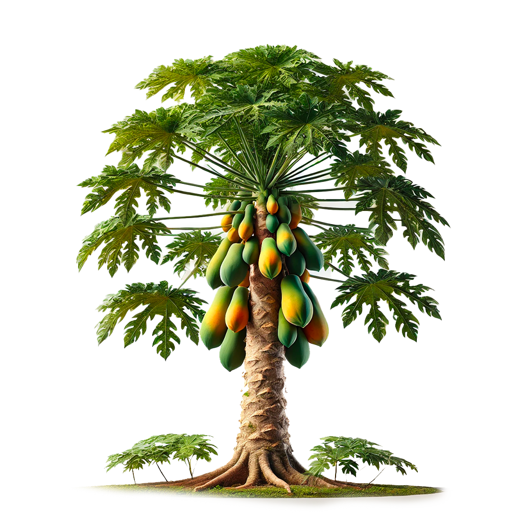 💛 Papayer - Frutopy.fr