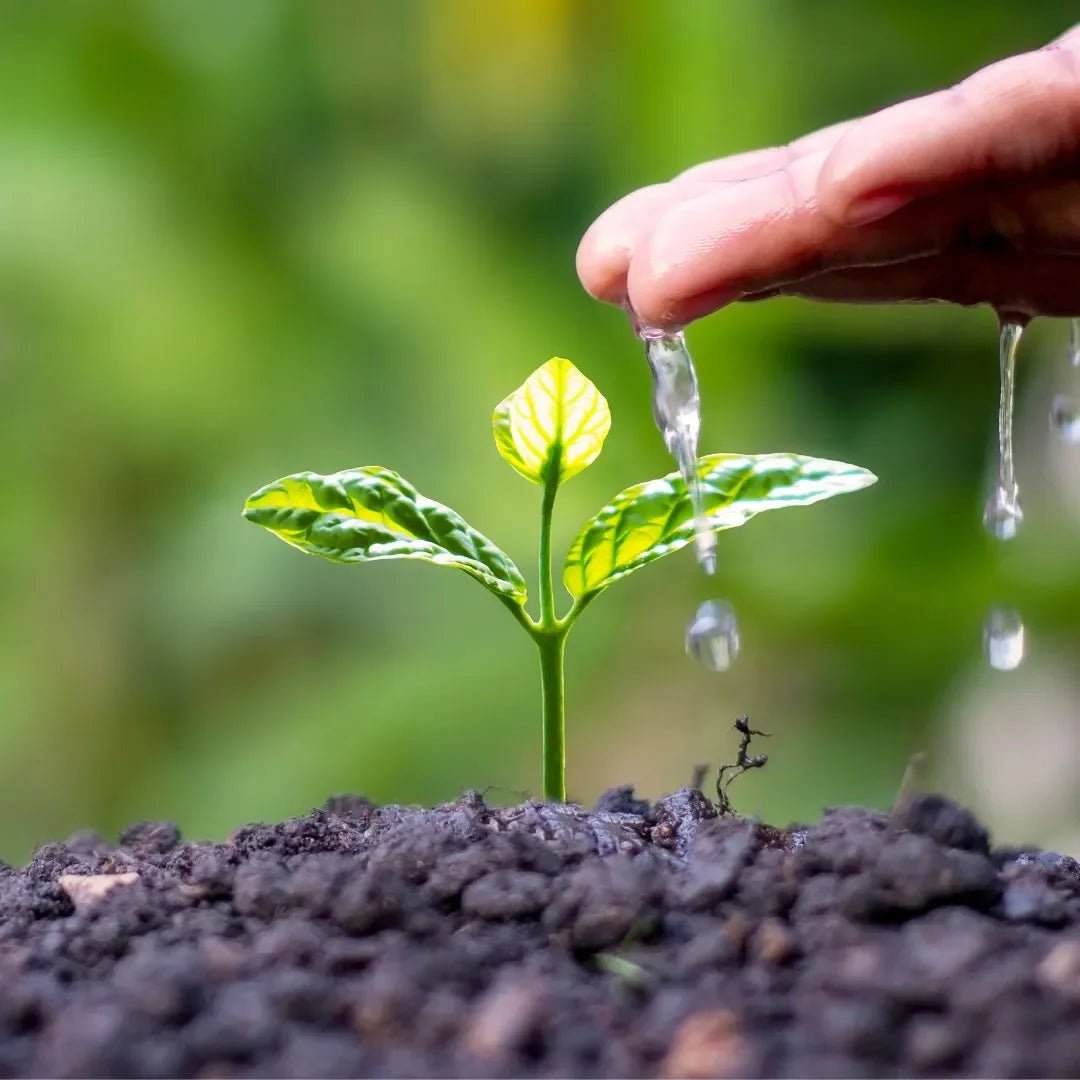 5 Bonnes Raisons de Planter un Arbre Fruitier en Afrique - Frutopy.fr