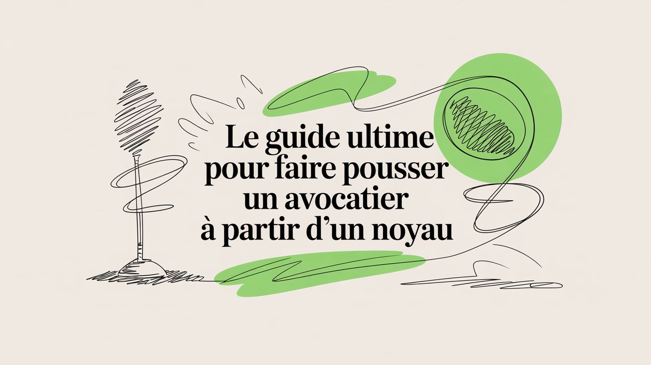 Le guide ultime pour faire pousser un avocatier à partir d'un noyau - Frutopy.fr