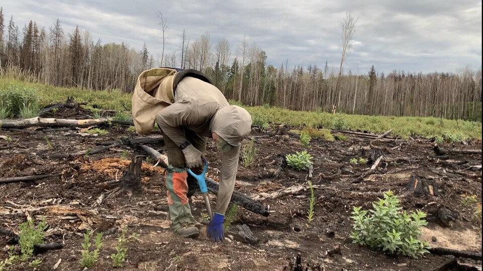 Un Canadien Établit un Nouveau Record Mondial en Plantant 23 060 Arbres en 24 Heures.! - Frutopy.fr