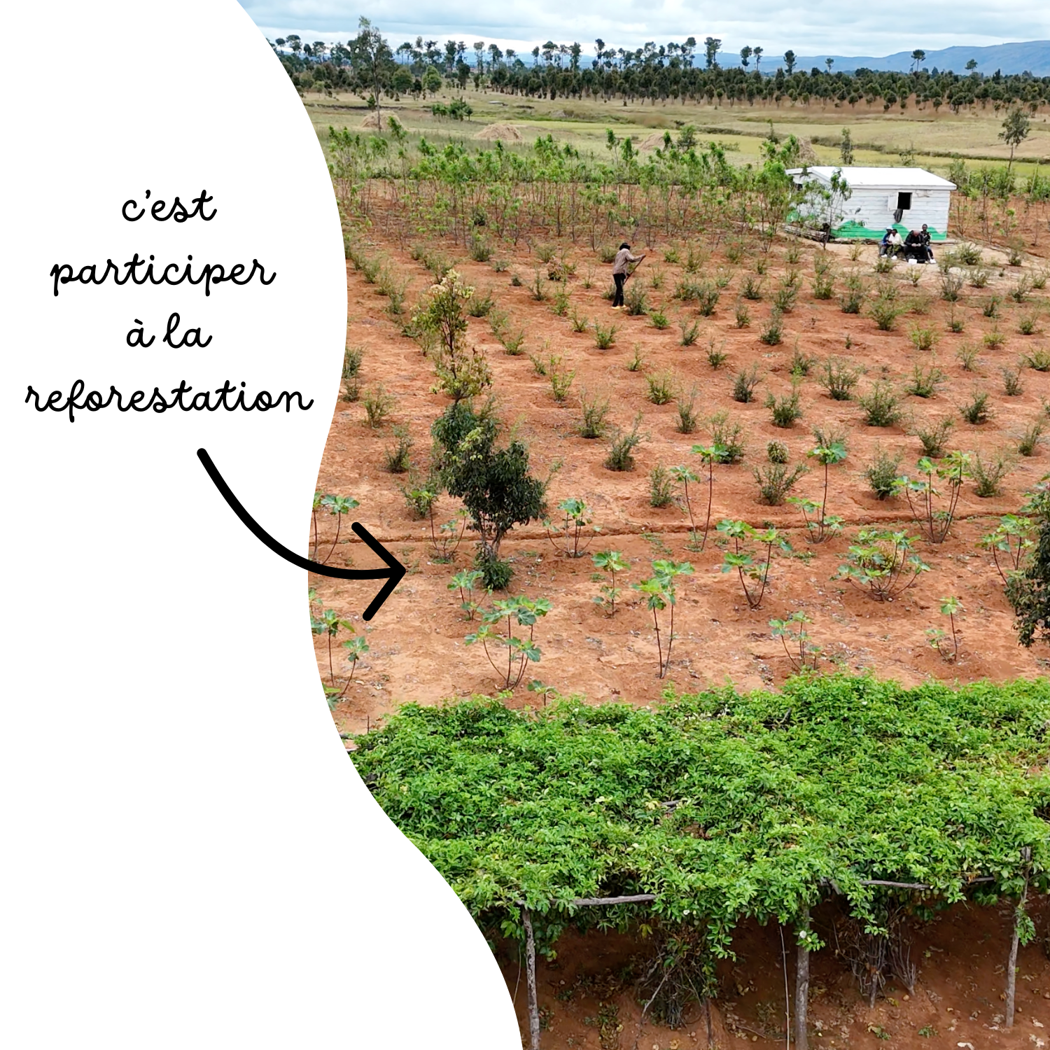 LOT DE 10 ARBRES