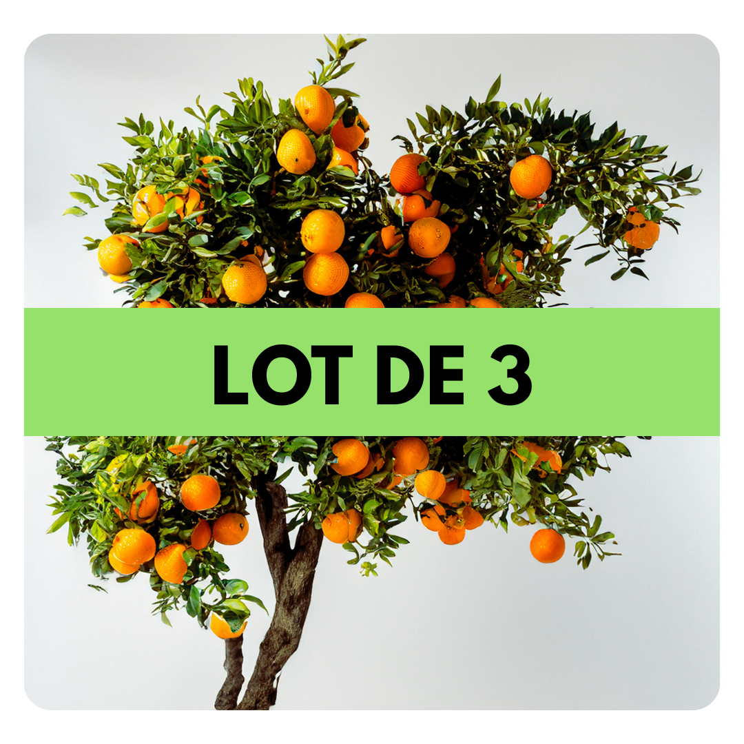 LOT DE 3 ARBRES