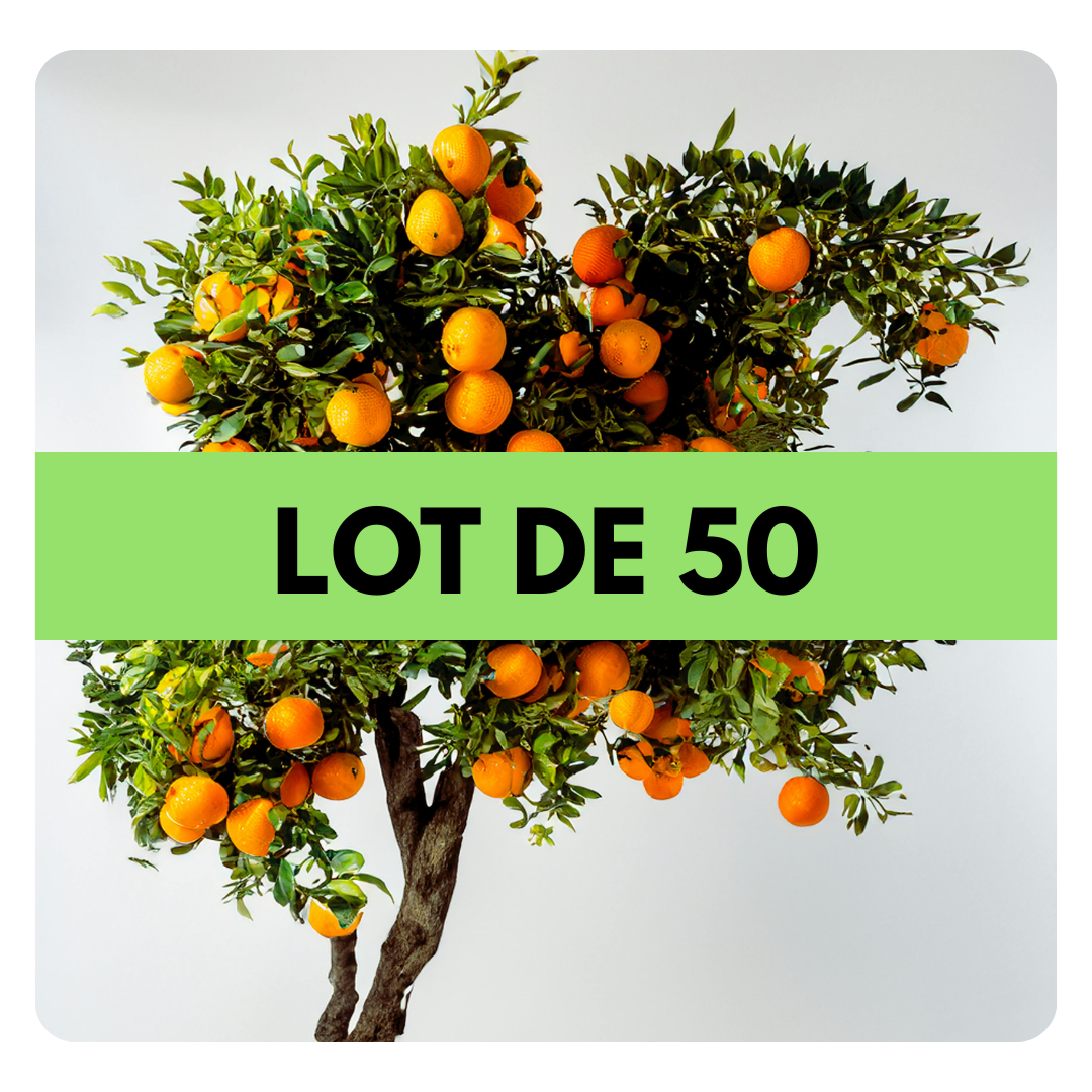 LOT DE 50 ARBRES