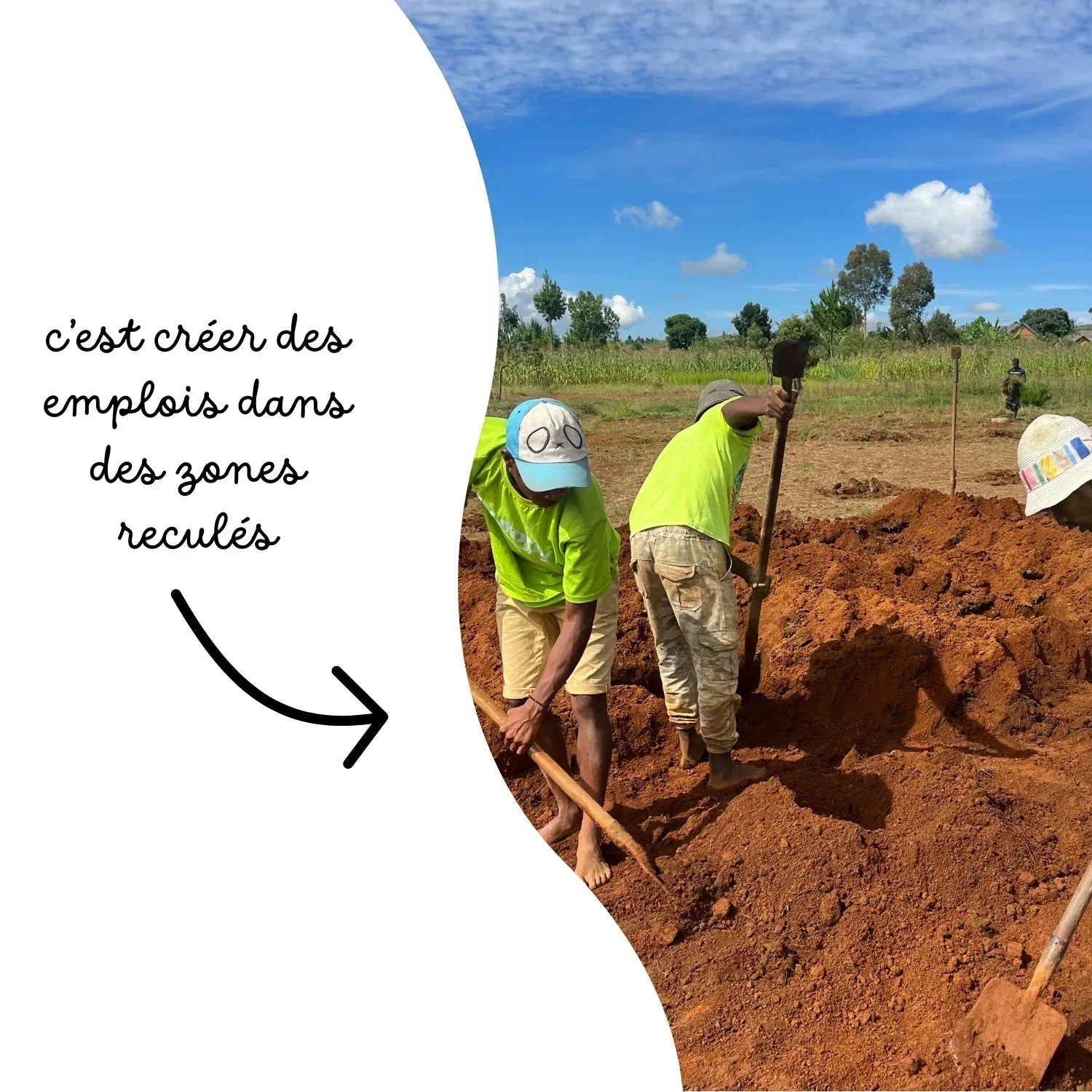 🤎🪵 Baobab Grandidieri - Frutopy.fr