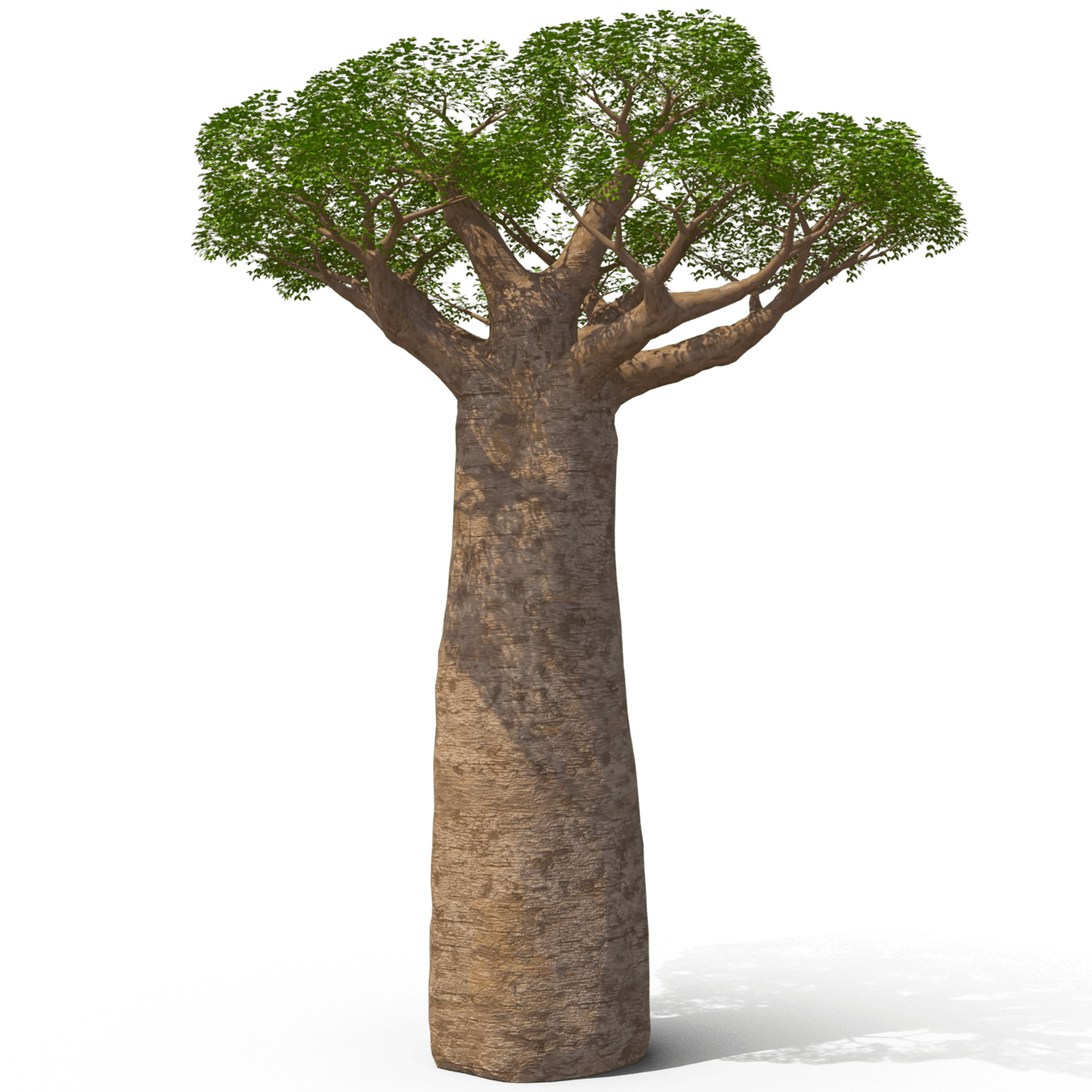 🤎🪵 Baobab Grandidieri - Frutopy.fr