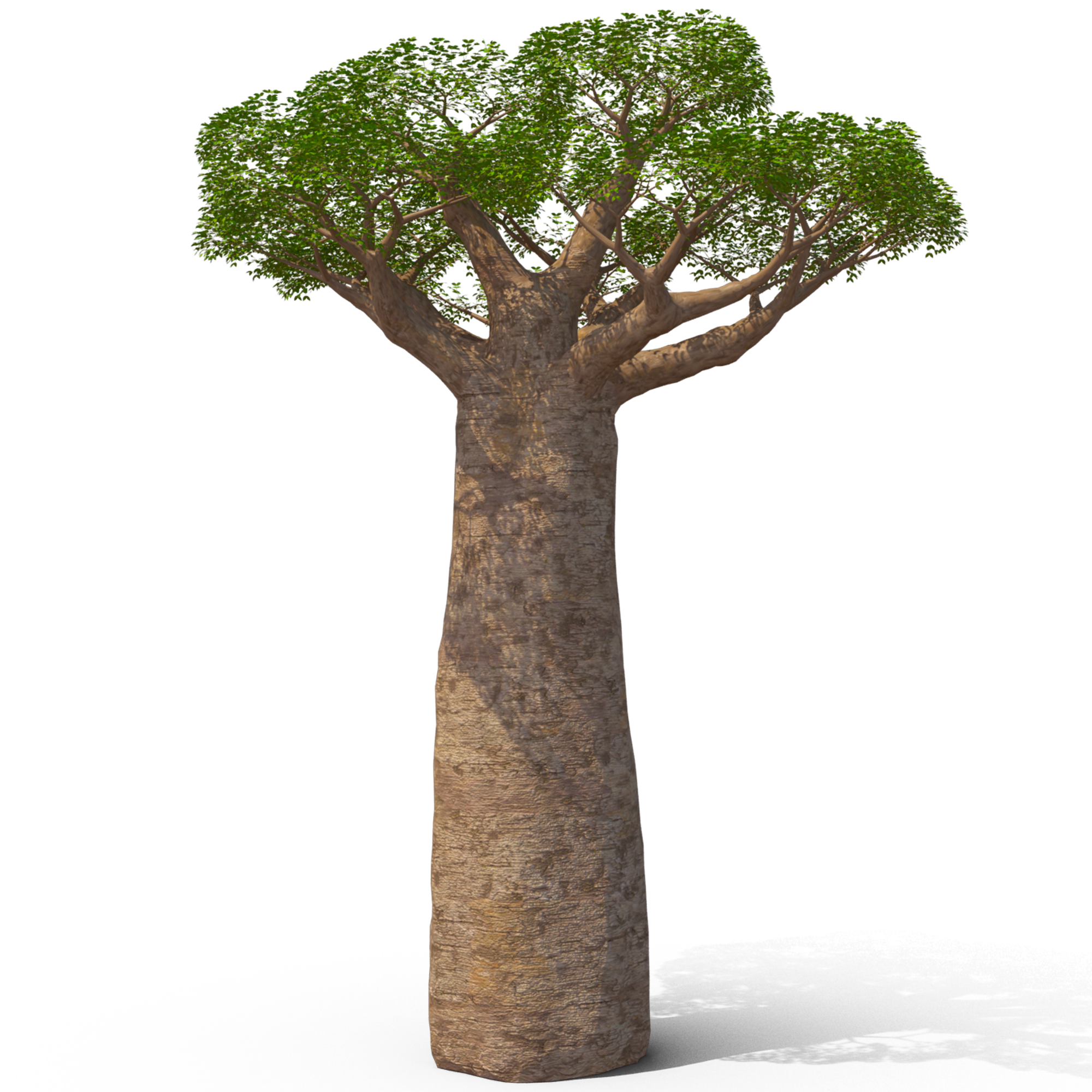 🤎🪵 Baobab Grandidieri