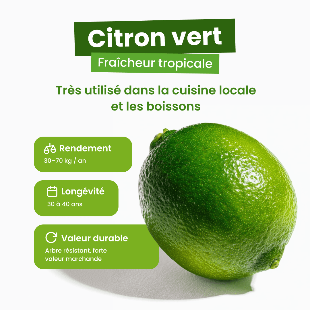 🍋💚 Citron vert - Frutopy.fr