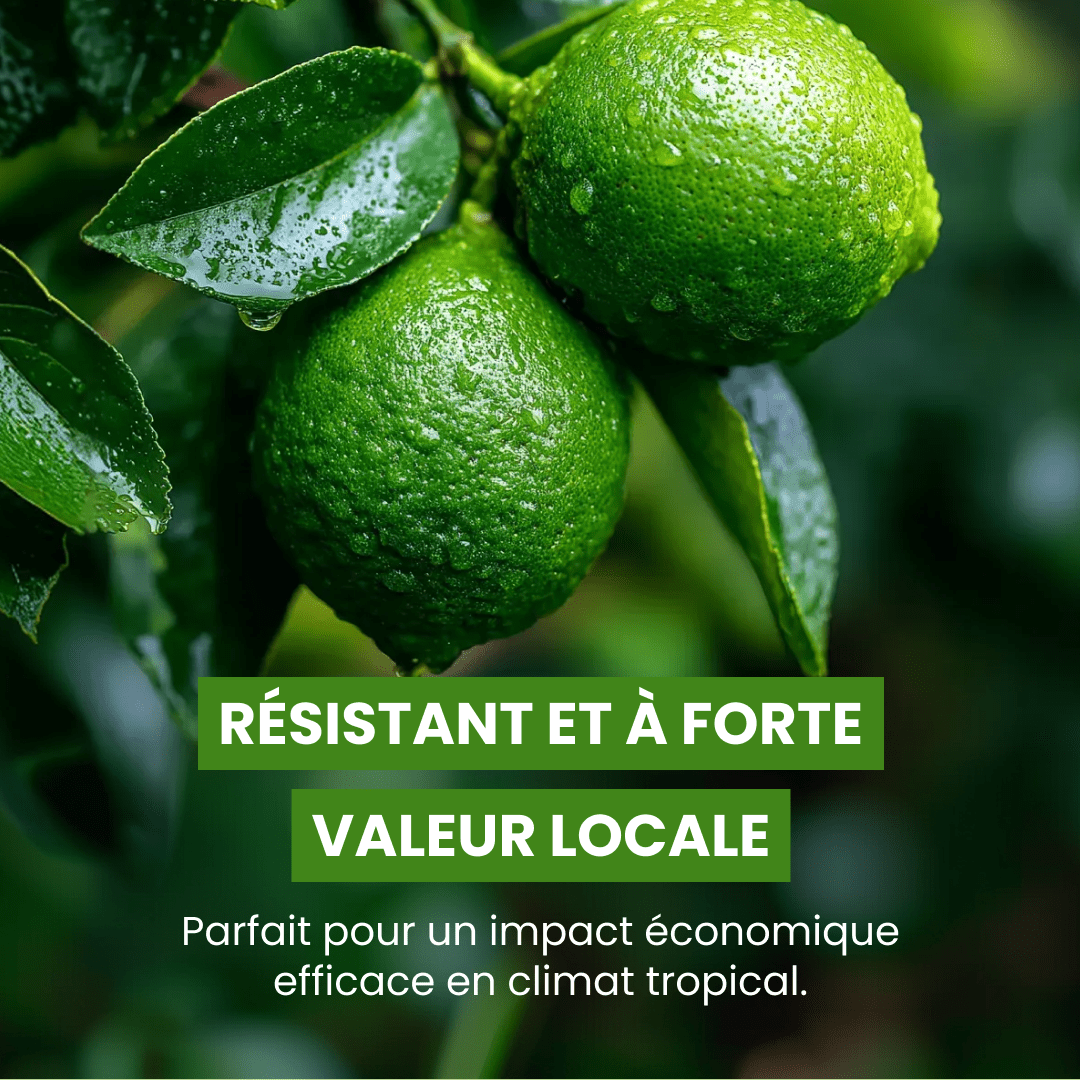 🍋💚 Citron vert - Frutopy.fr