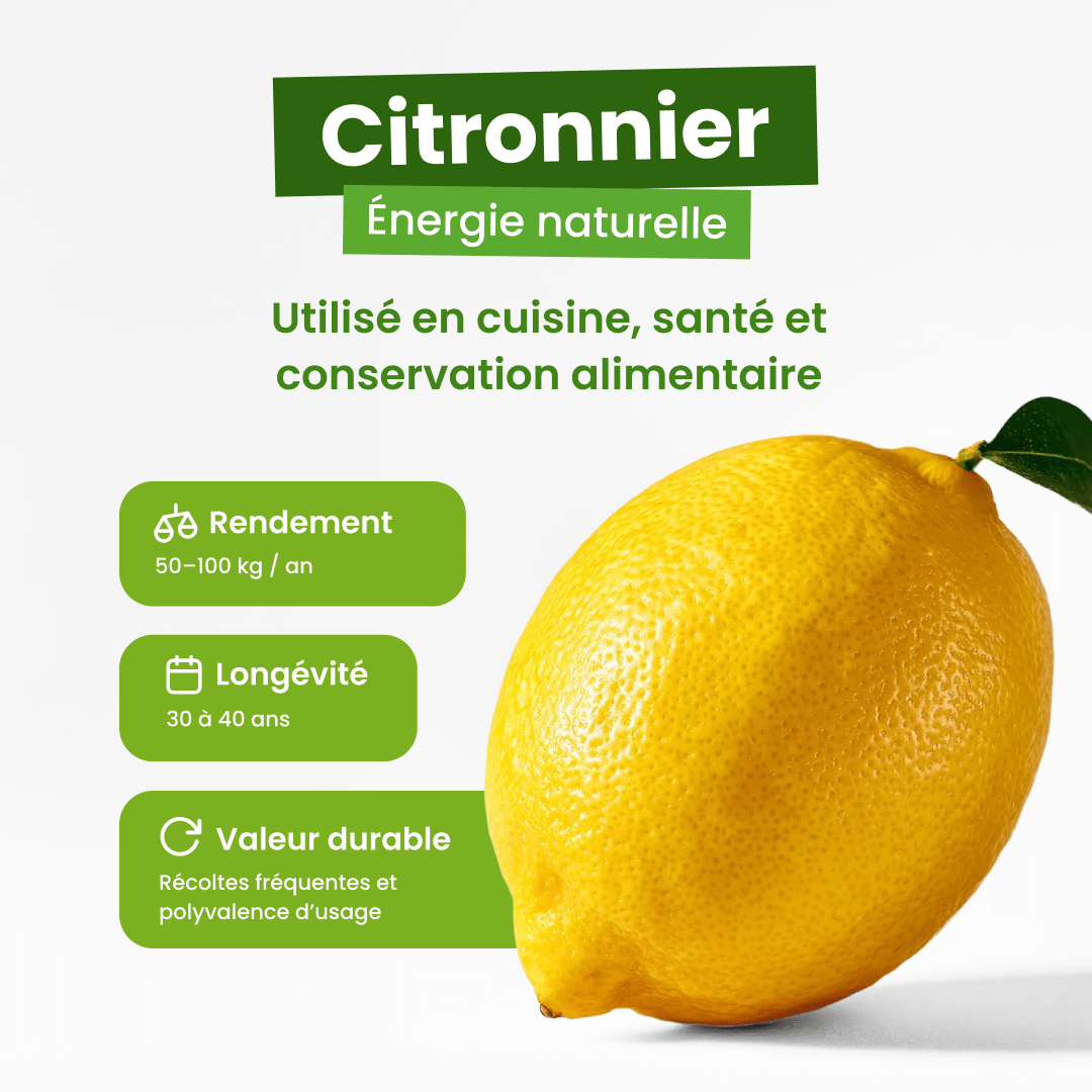 🍋 Citronnier - Frutopy.fr