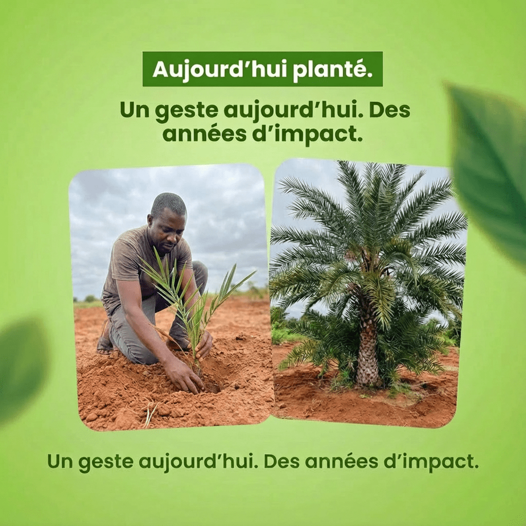 Dattier dans la Palmeraie Héritage ✨ - Frutopy.fr