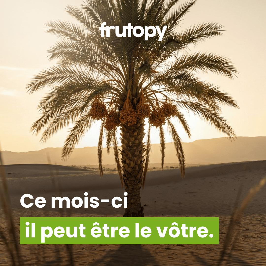 Dattier dans la Palmeraie Héritage ✨ - Frutopy.fr