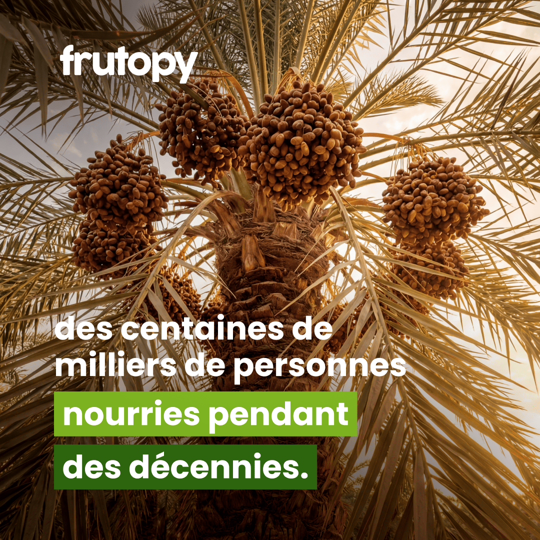 Dattier dans la Palmeraie Héritage ✨ - Frutopy.fr