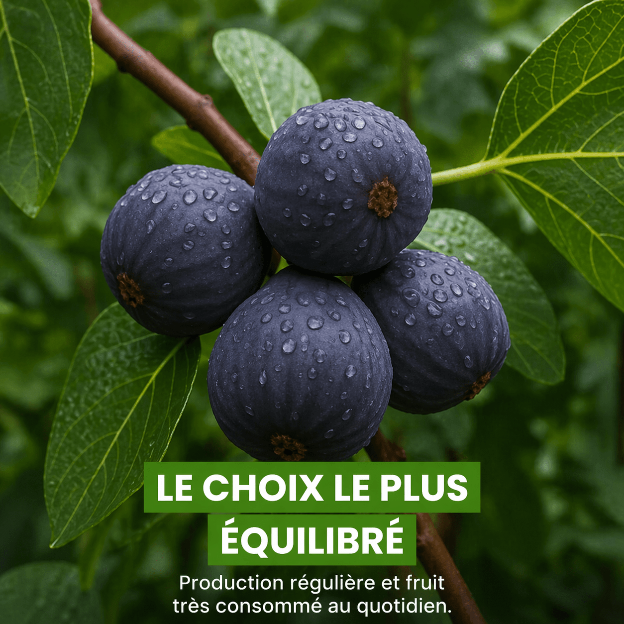 💜 Figuier - Frutopy.fr