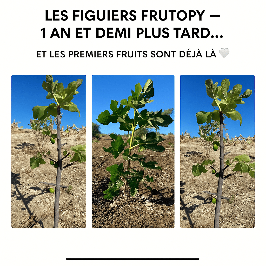 💜 Figuier - édition limitée - Frutopy.fr
