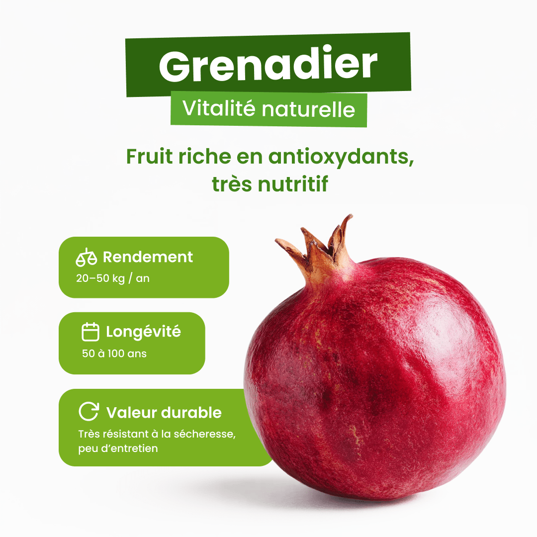 🌺 Grenadier - Frutopy.fr