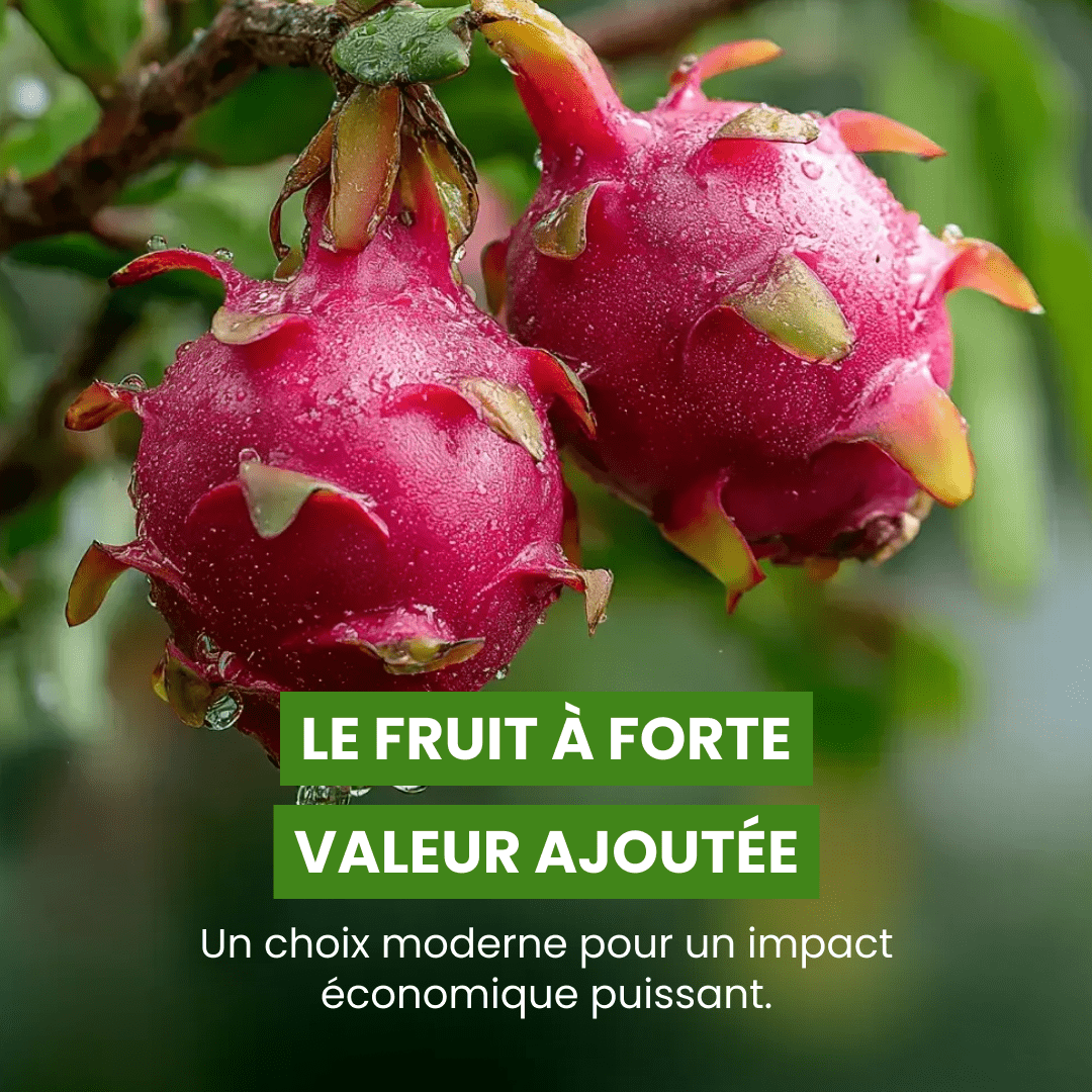 💜 Le fruit du dragon - Frutopy.fr