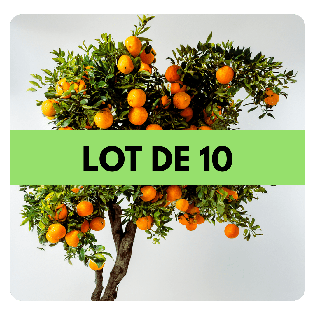 LOT DE 10 ARBRES - Frutopy.fr